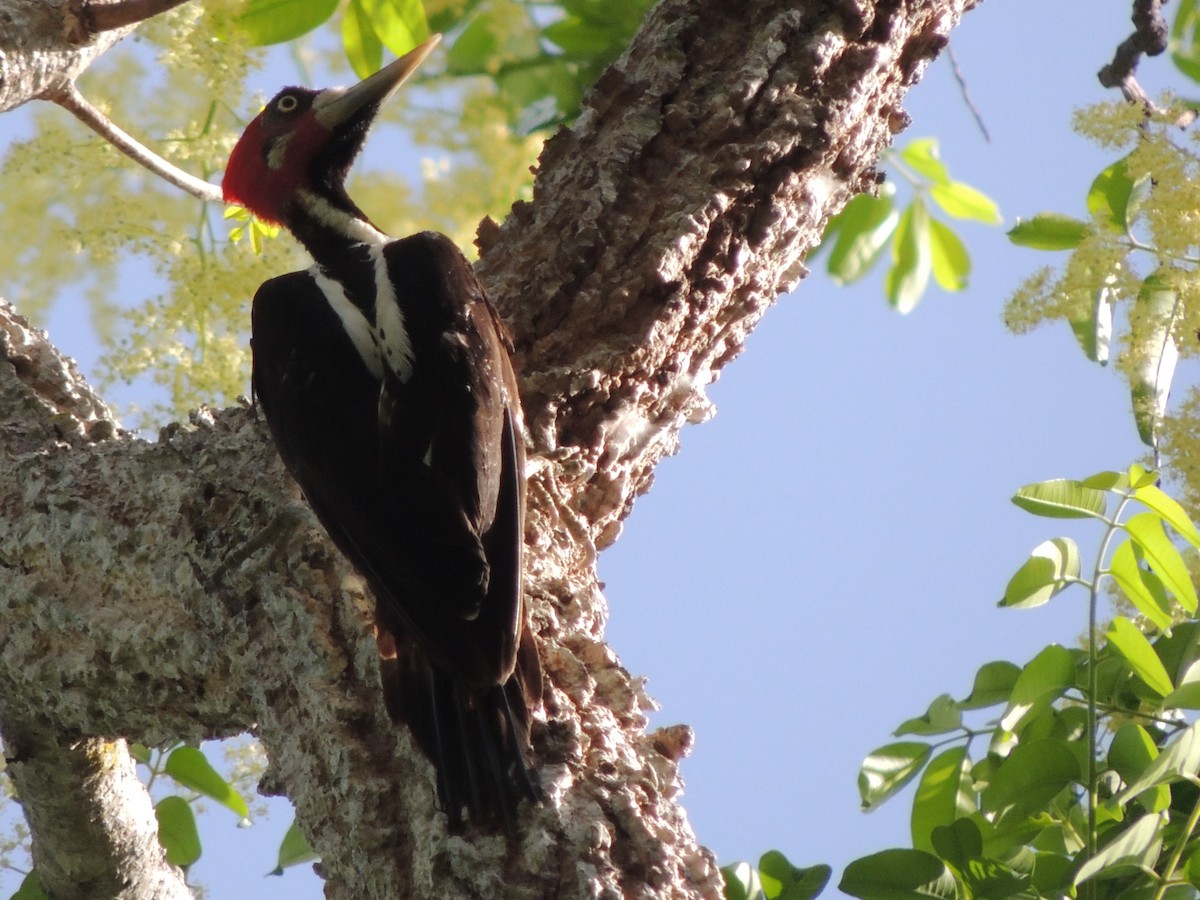 Crimson-crested Woodpecker - ML618529443
