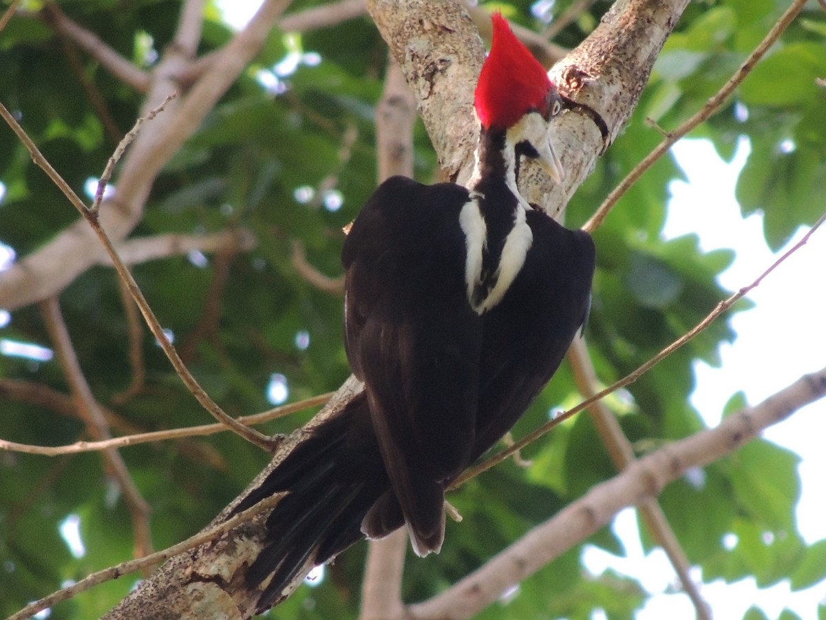 Crimson-crested Woodpecker - ML618529444