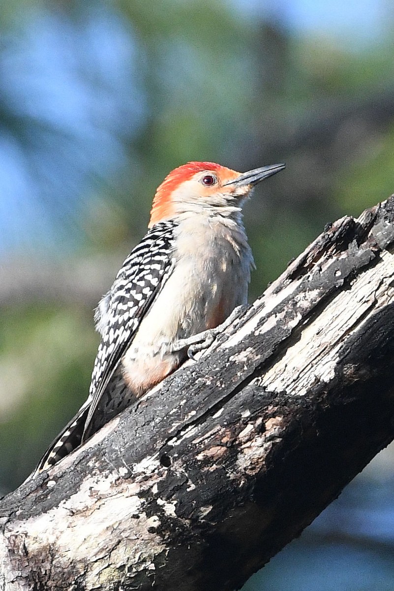 Red-bellied Woodpecker - ML618529458