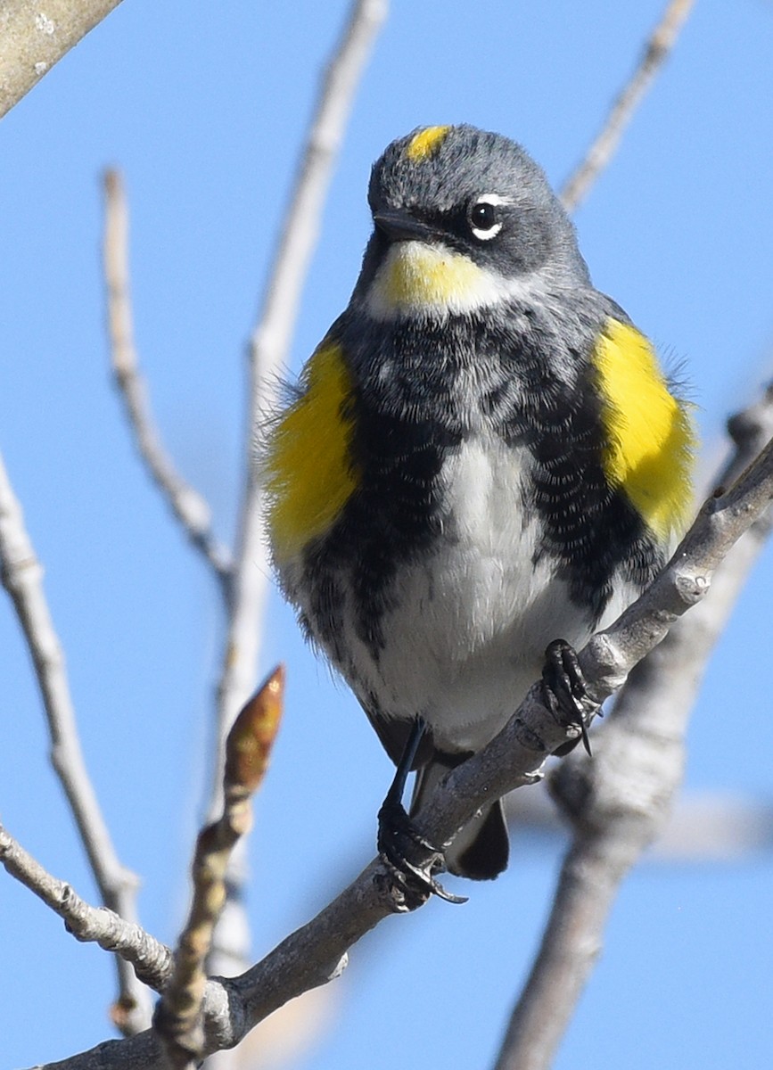 Yellow-rumped Warbler (Myrtle x Audubon's) - ML618529462