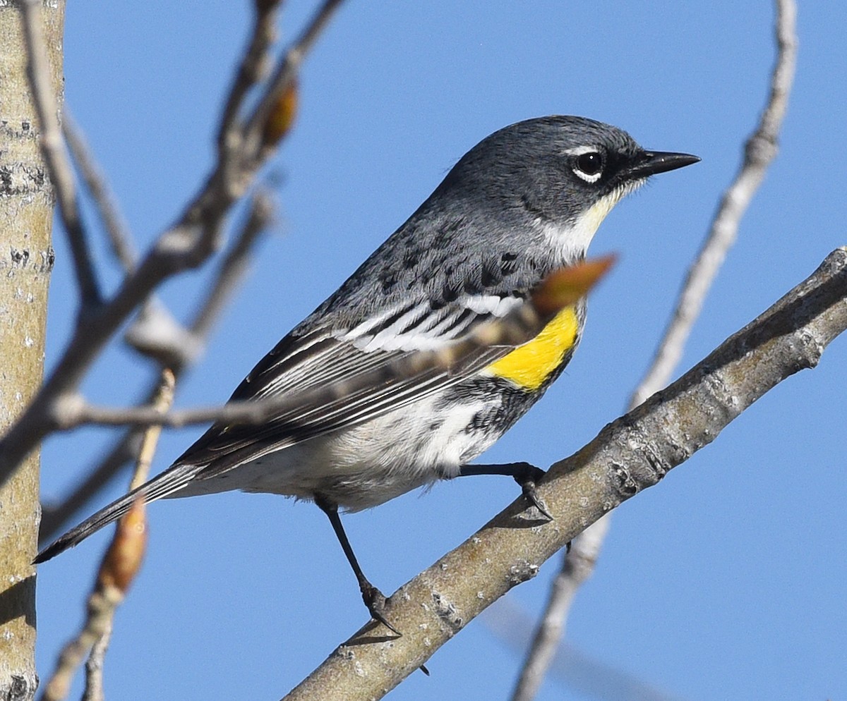 Yellow-rumped Warbler (Myrtle x Audubon's) - ML618529464