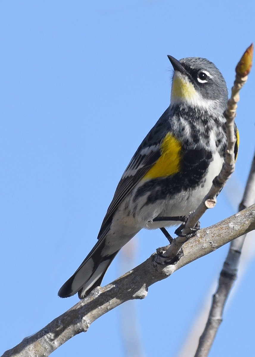 Yellow-rumped Warbler (Myrtle x Audubon's) - ML618529466
