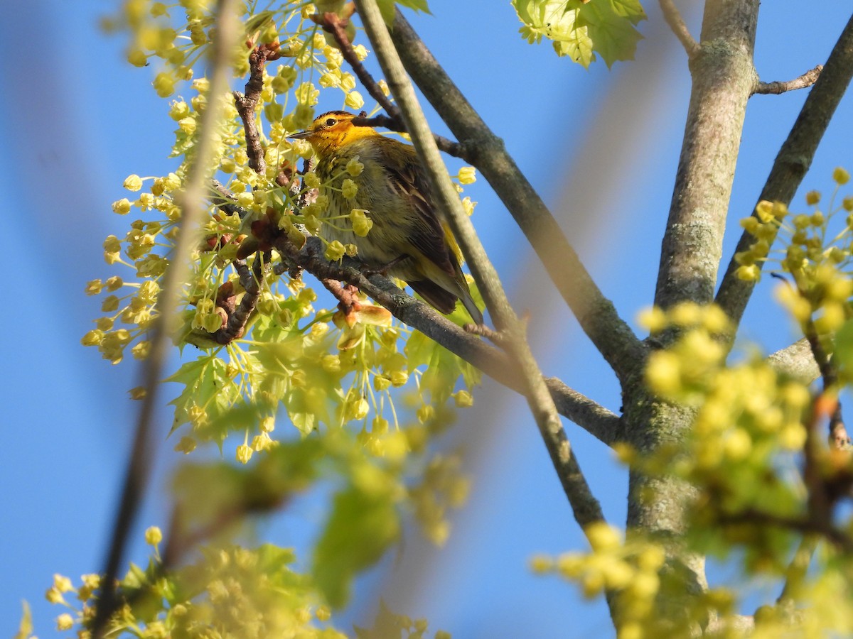 Cape May Warbler - ML618529468