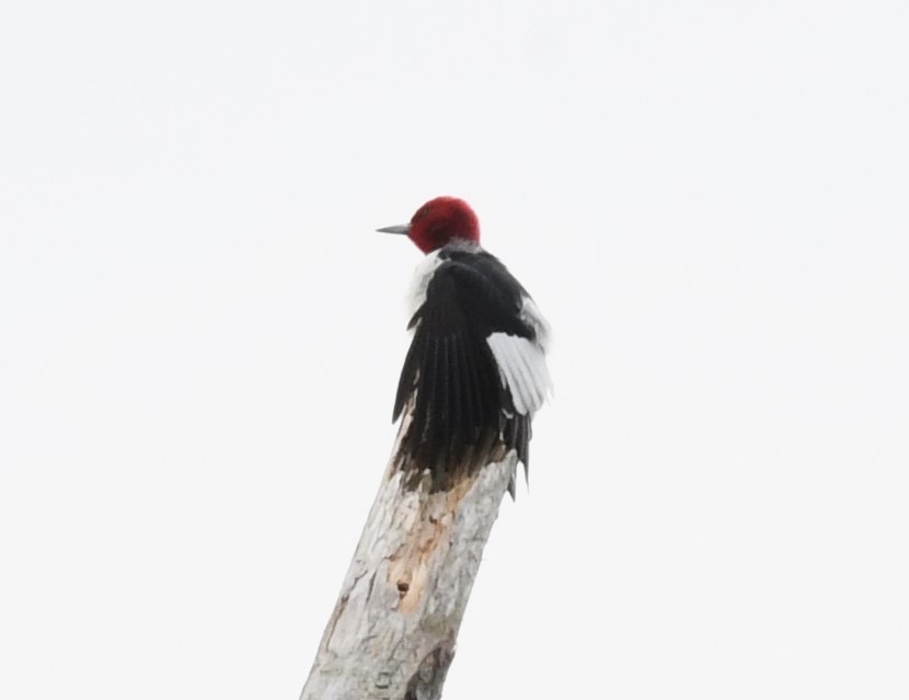 Red-headed Woodpecker - ML618529469