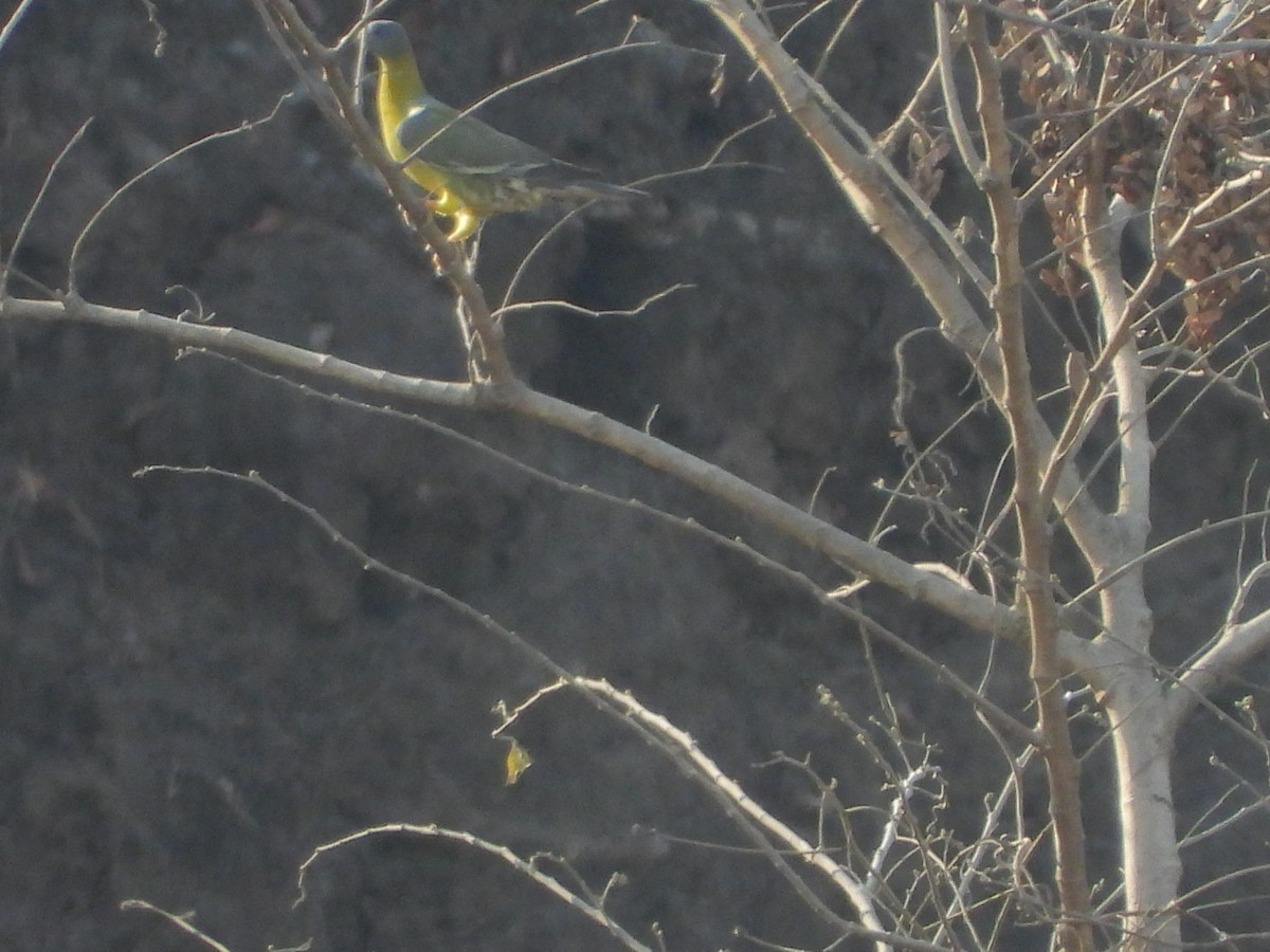 Yellow-footed Green-Pigeon - ML618529496