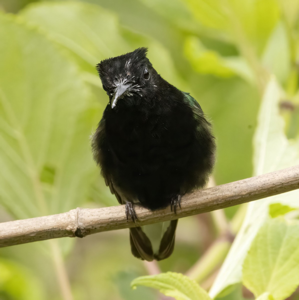 Black-bellied Hummingbird - ML618529518