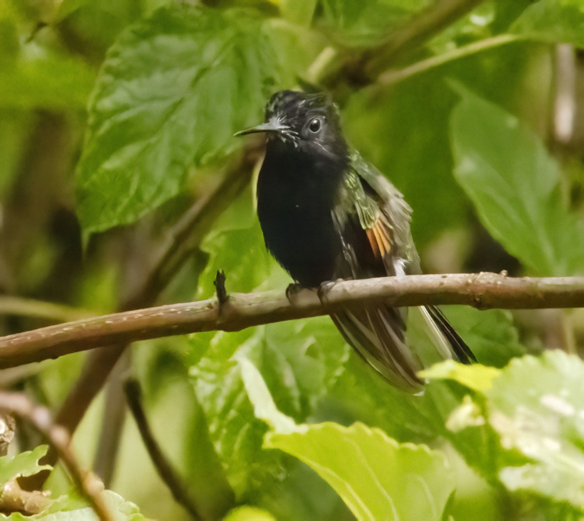 Black-bellied Hummingbird - ML618529519