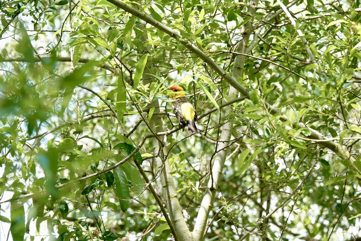 Western Tanager - ML618529531