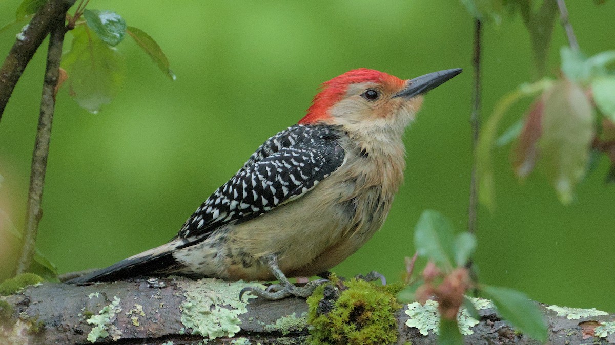 Red-bellied Woodpecker - ML618529541