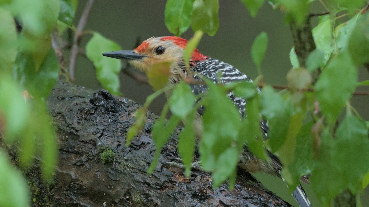 Red-bellied Woodpecker - ML618529542