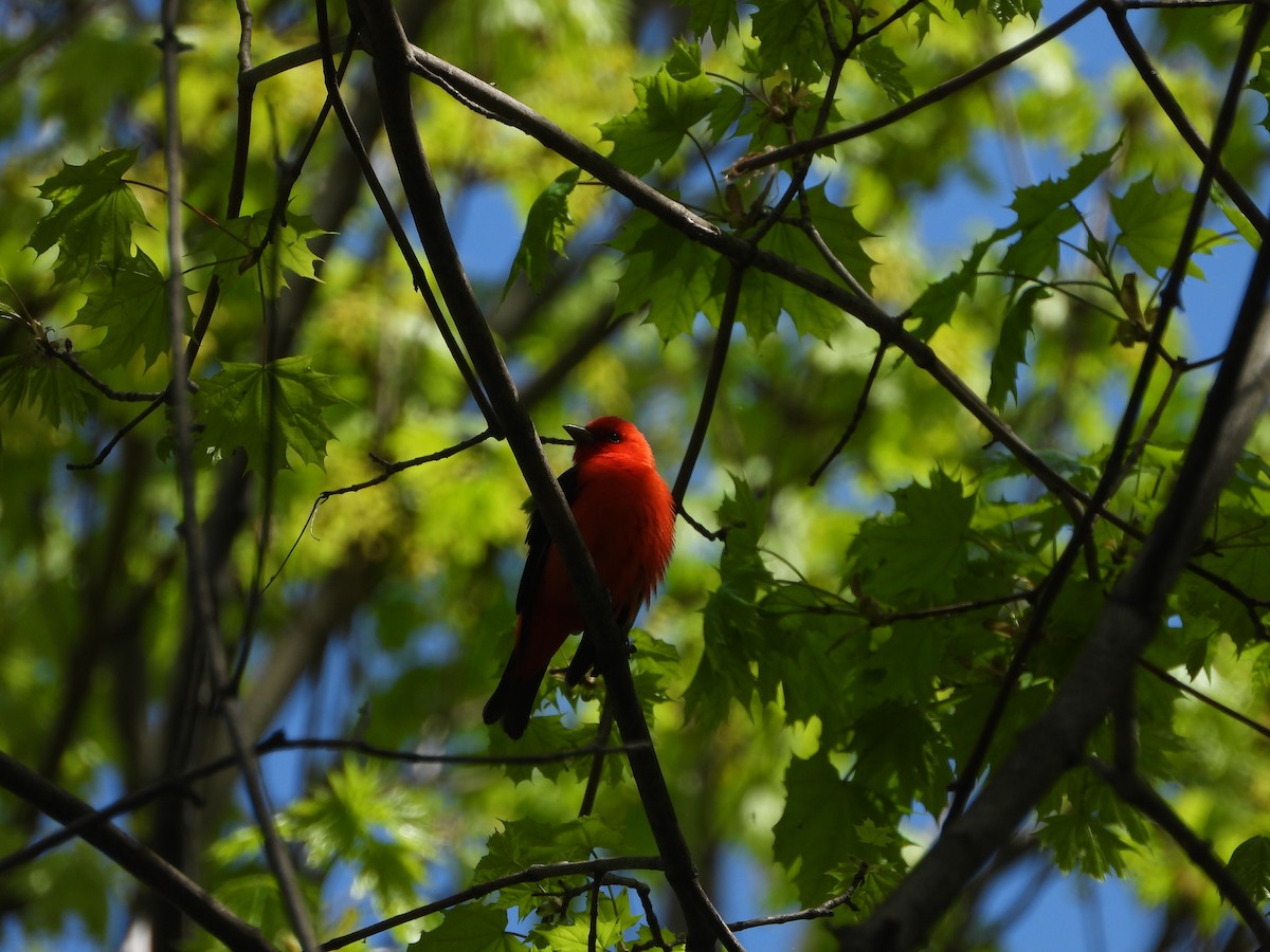Scarlet Tanager - ML618529573