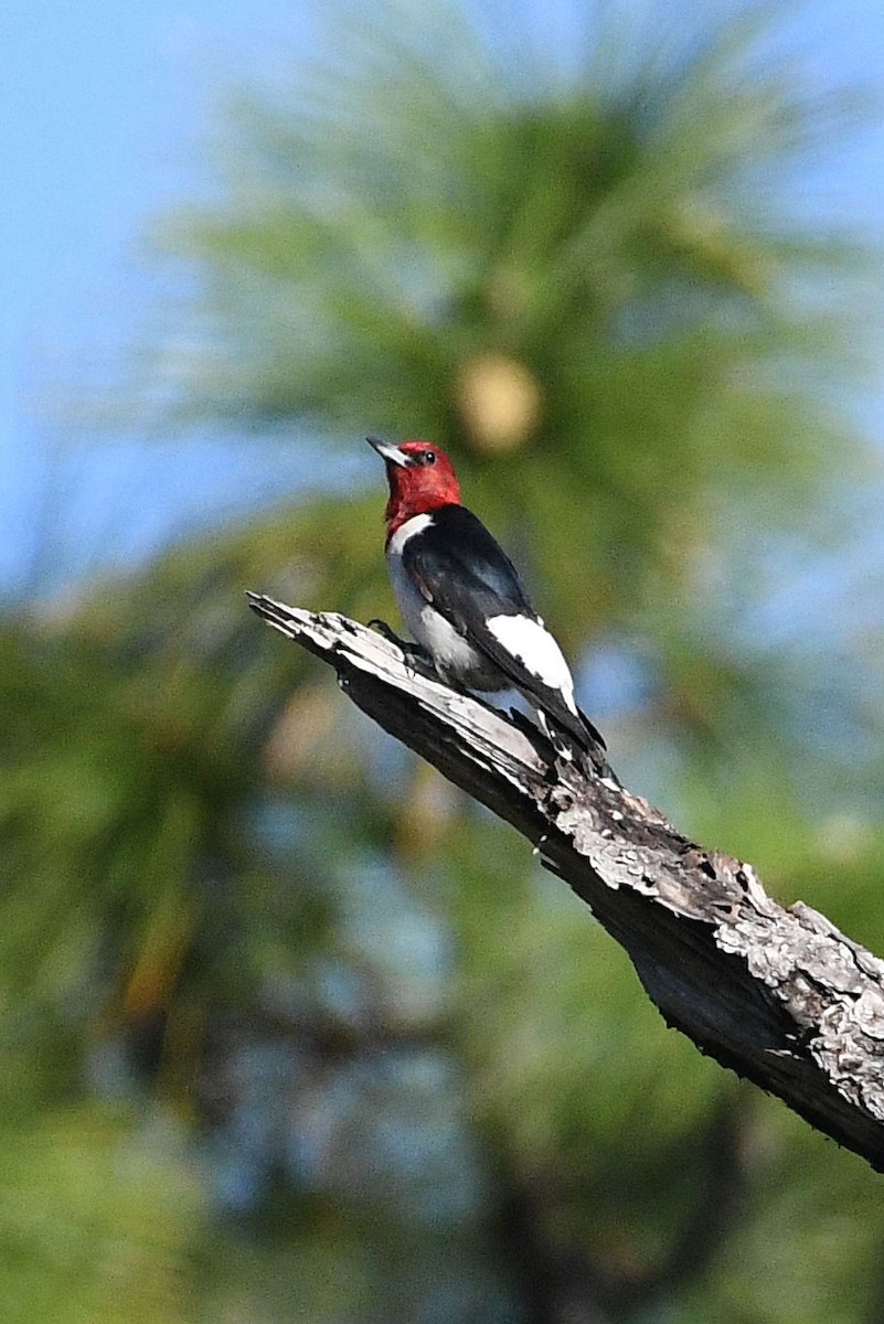 Red-headed Woodpecker - ML618529594