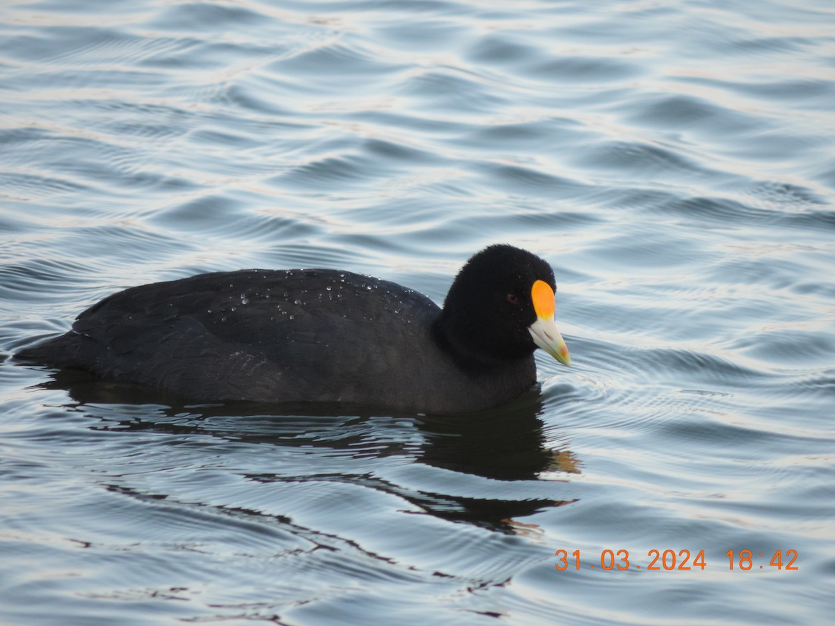 White-winged Coot - ML618529608