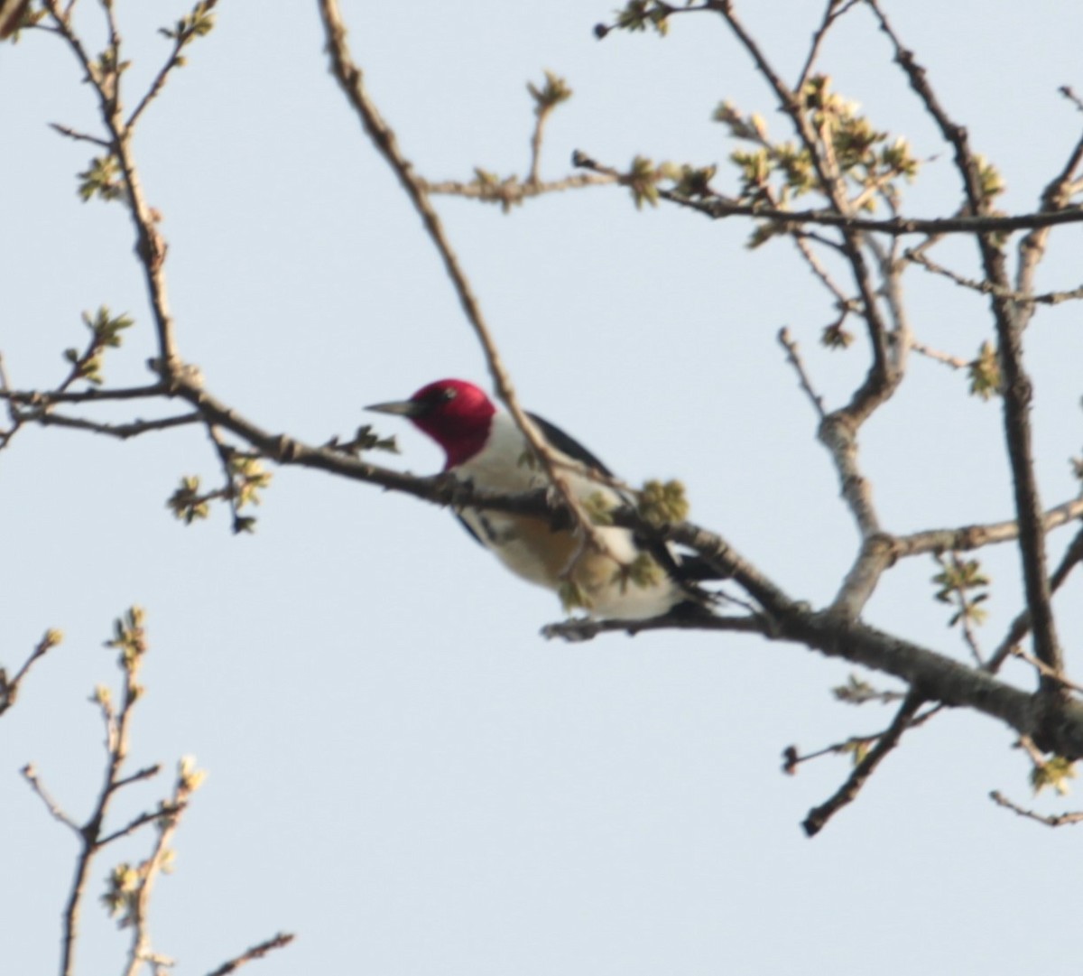 Red-headed Woodpecker - ML618529626