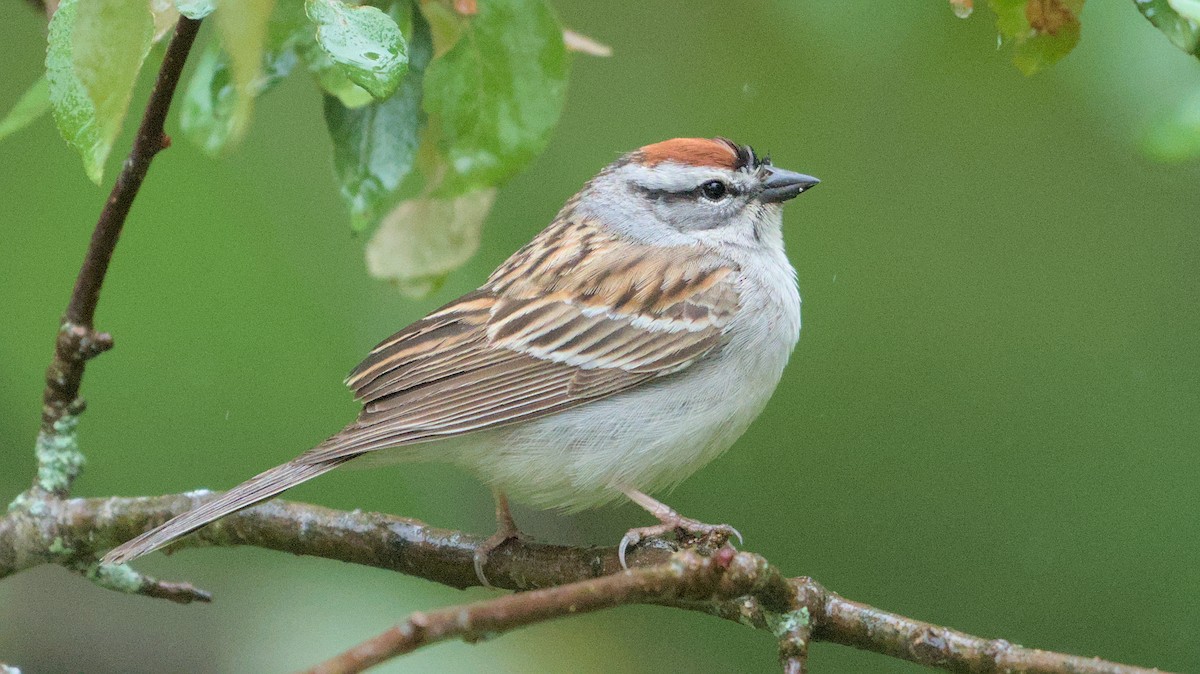 Chipping Sparrow - ML618529630