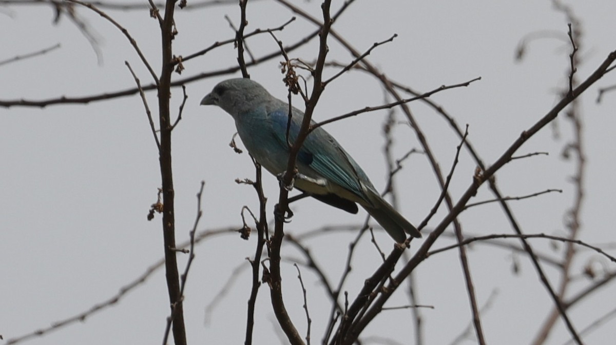 Blue-gray Tanager - ML618529647