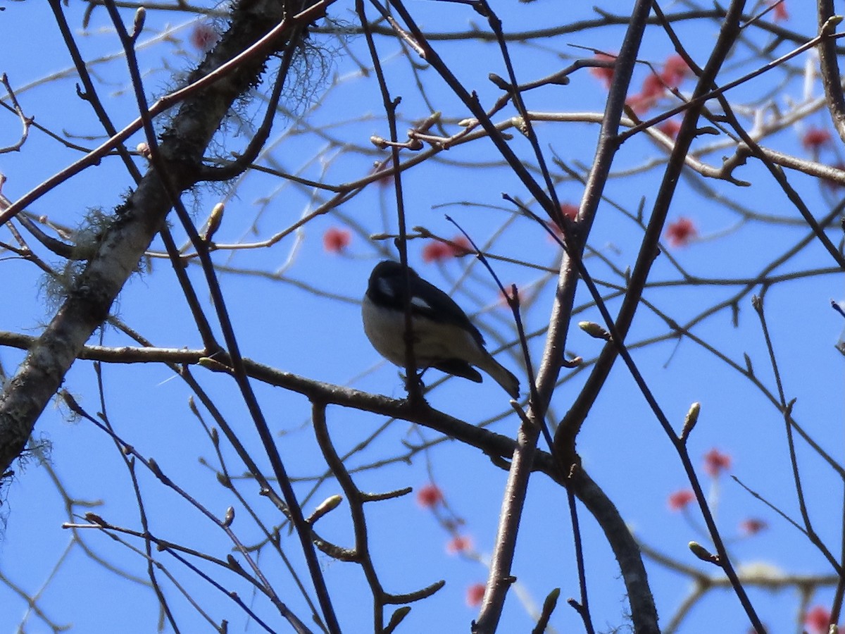 Black-throated Green Warbler - Bill Winsor