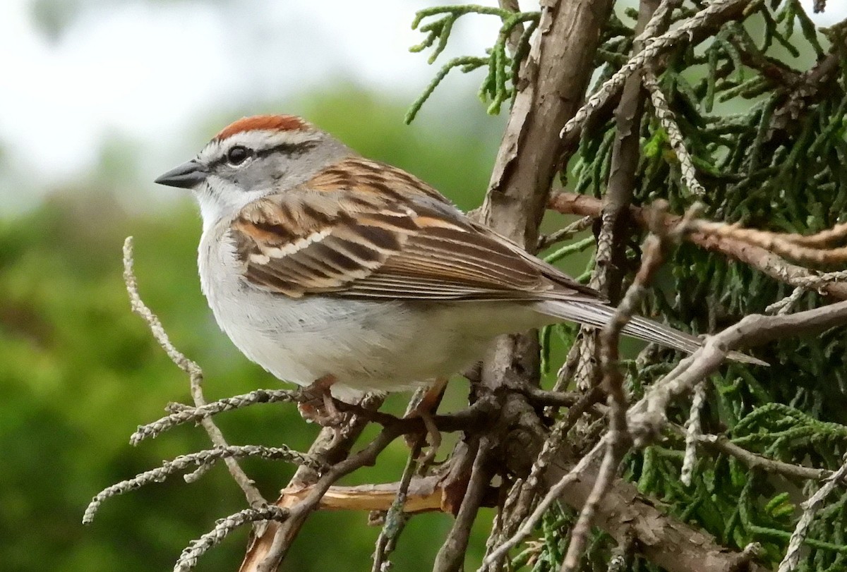 Chipping Sparrow - ML618529652