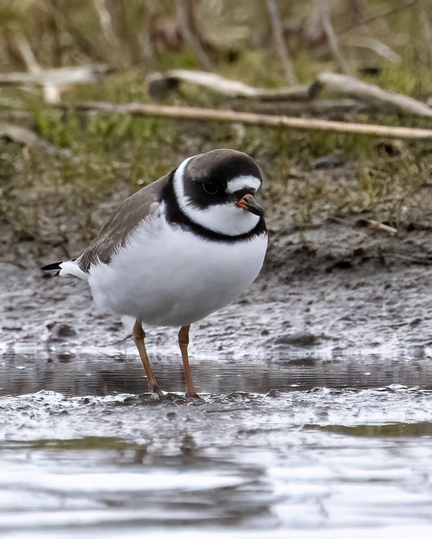 Semipalmated Plover - ML618529670