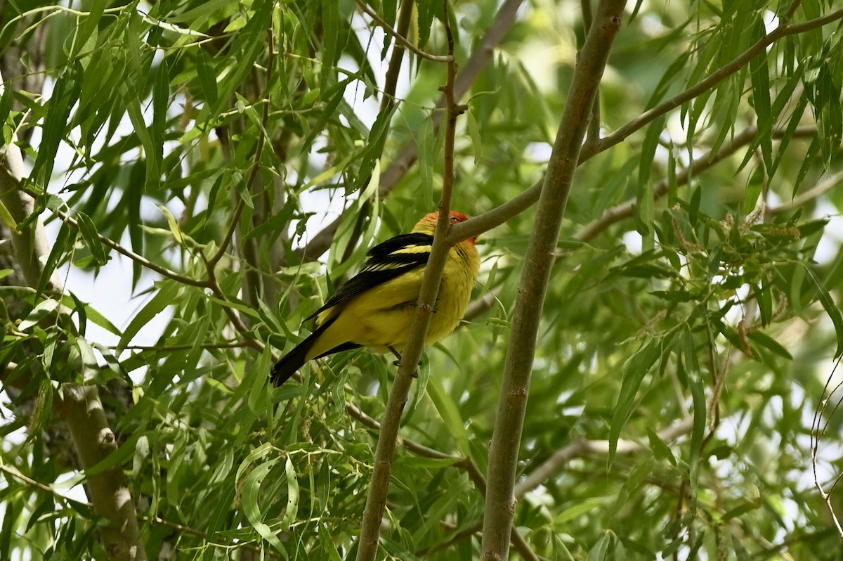 Western Tanager - ML618529676