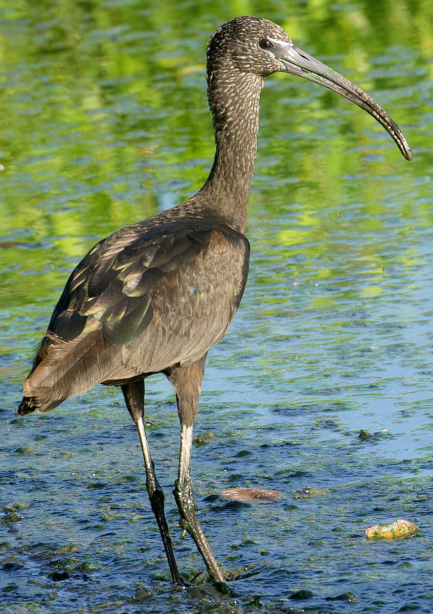 ibis hnědý - ML618529681