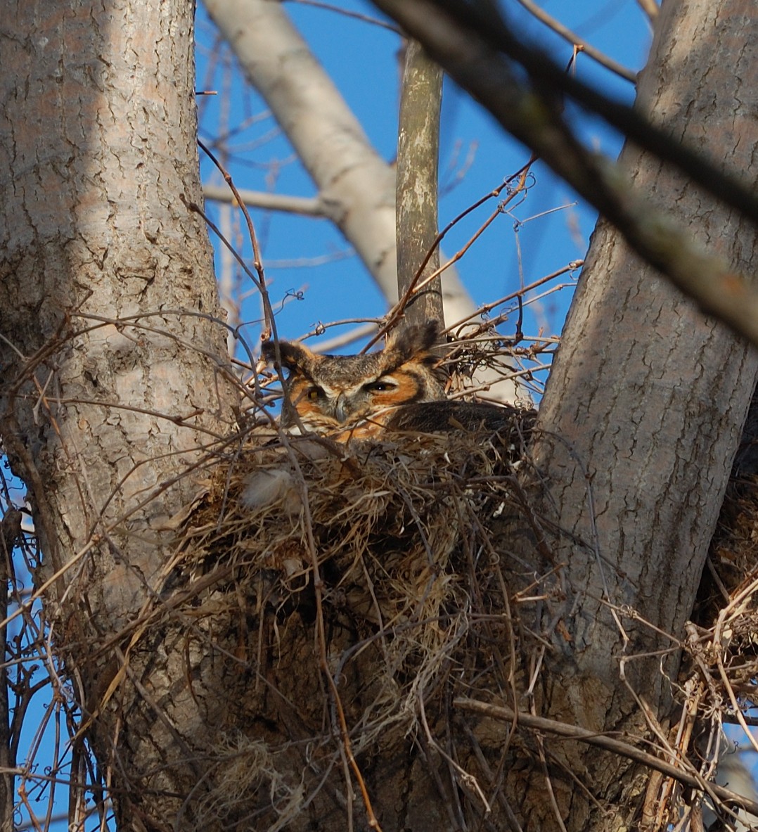 Great Horned Owl - ML618529688