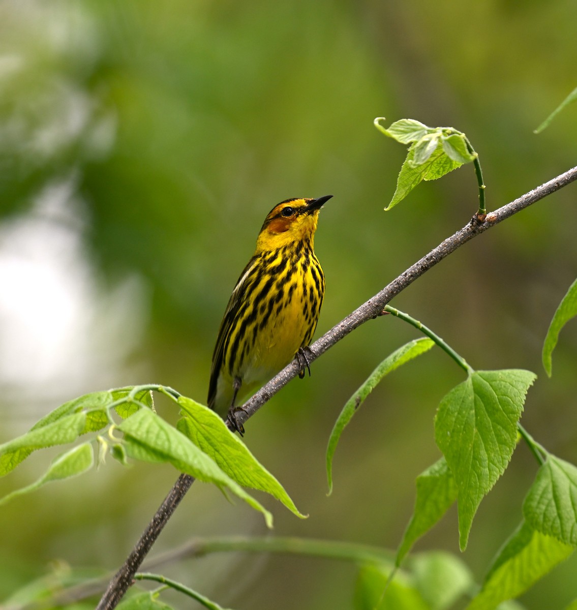 Cape May Warbler - ML618529724