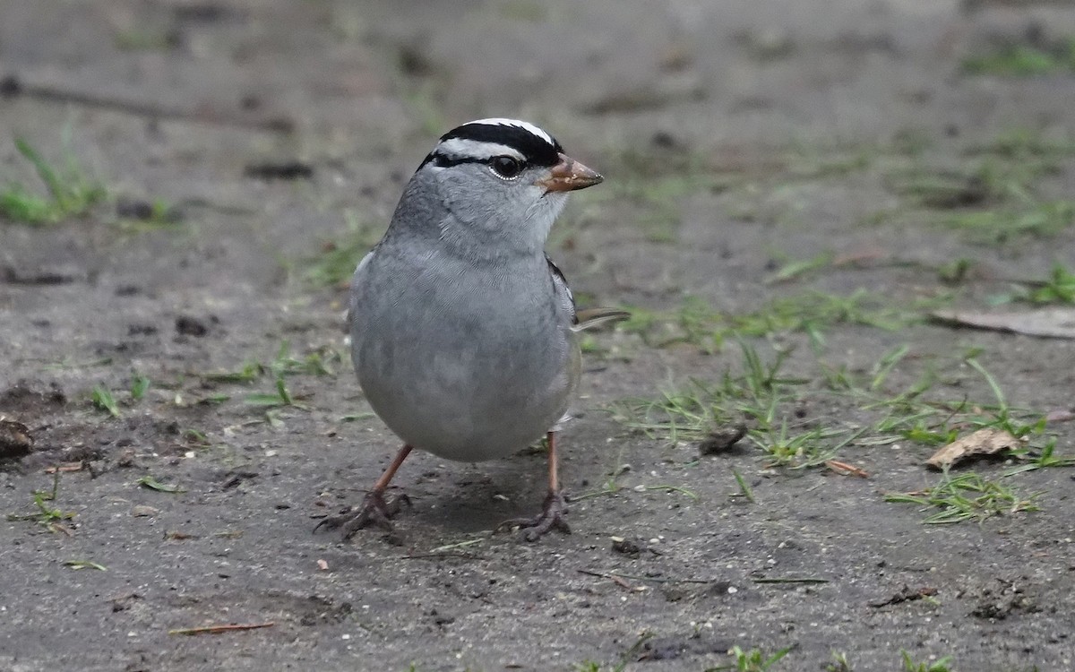 White-crowned Sparrow - ML618529728