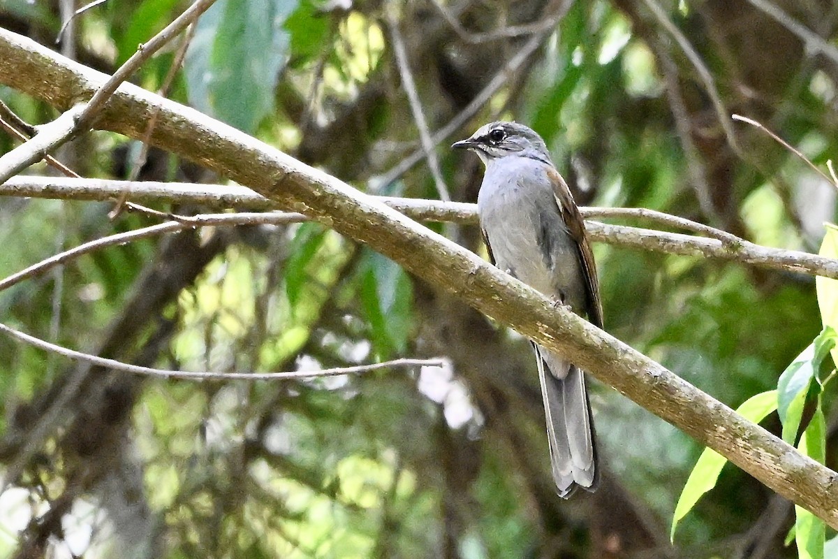 Brown-backed Solitaire - ML618529733