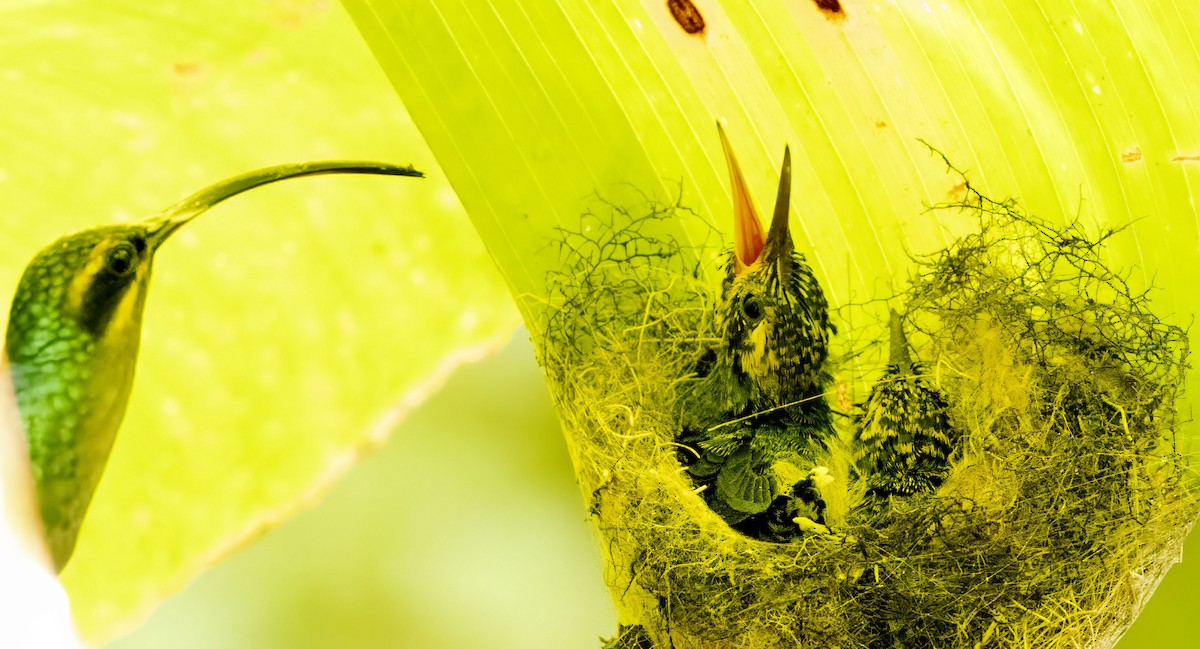 Зелёный колибри-отшельник - ML618529743