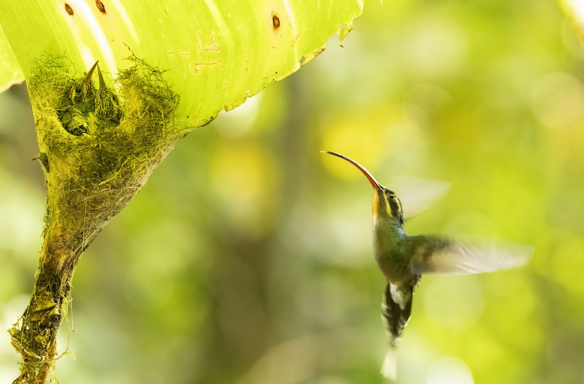 Зелёный колибри-отшельник - ML618529744