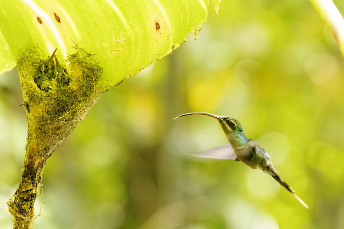 Зелёный колибри-отшельник - ML618529745
