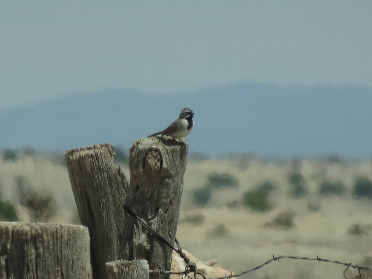 Black-throated Sparrow - ML618529747