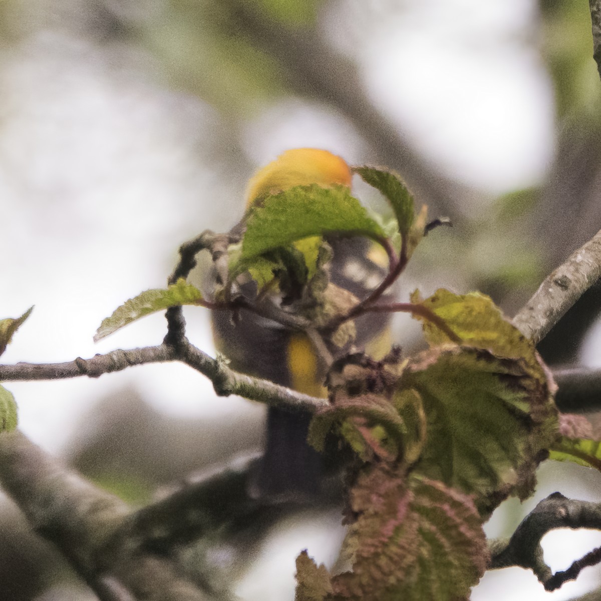 Western Tanager - ML618529784