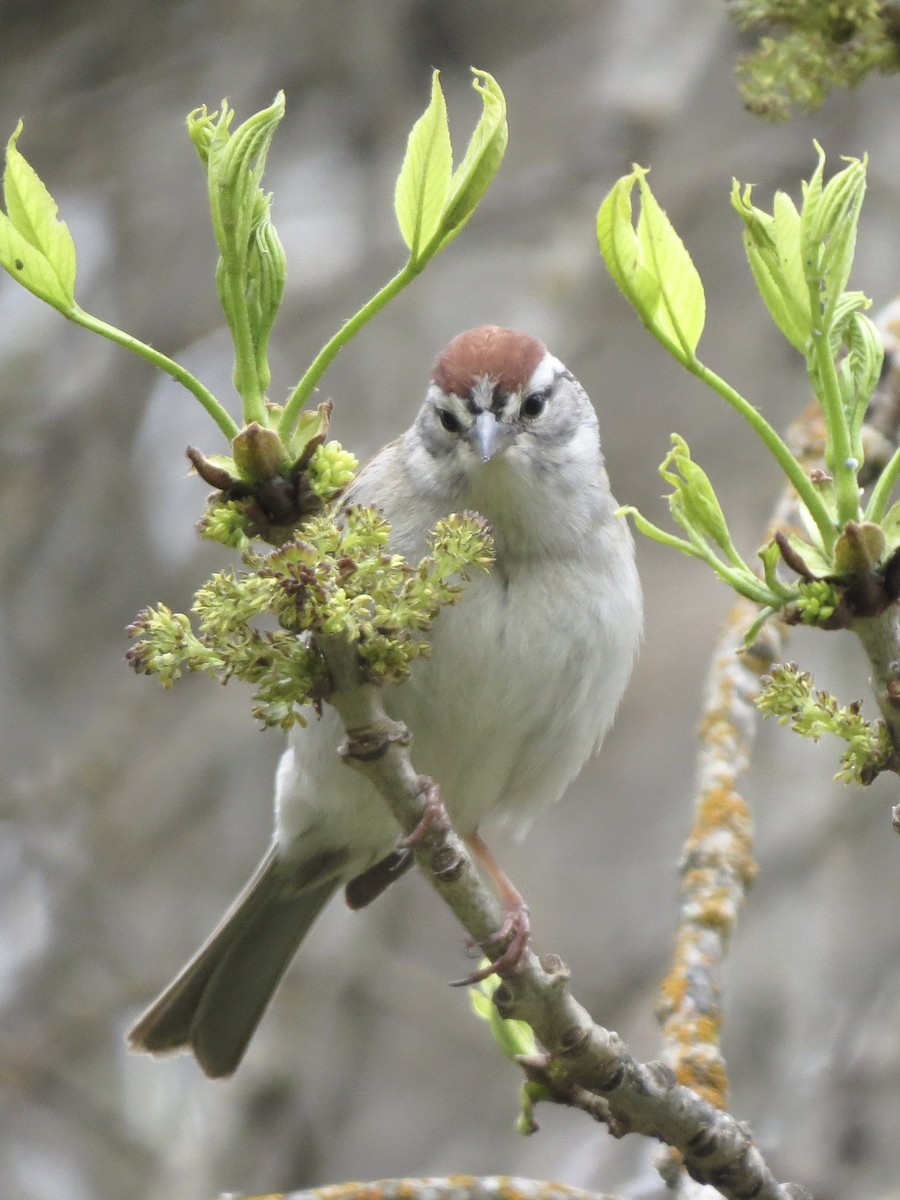 Chipping Sparrow - ML618529788