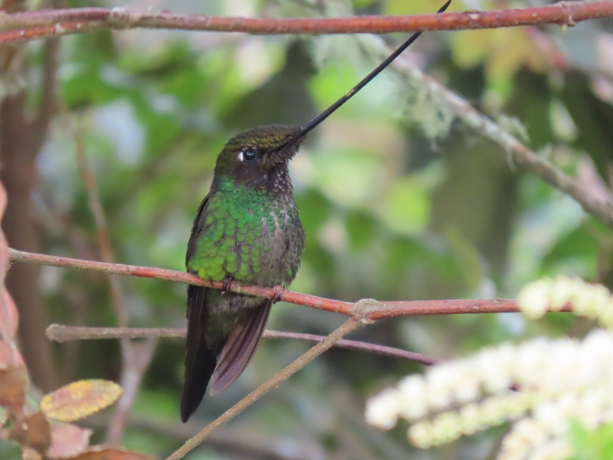Sword-billed Hummingbird - ML618529818