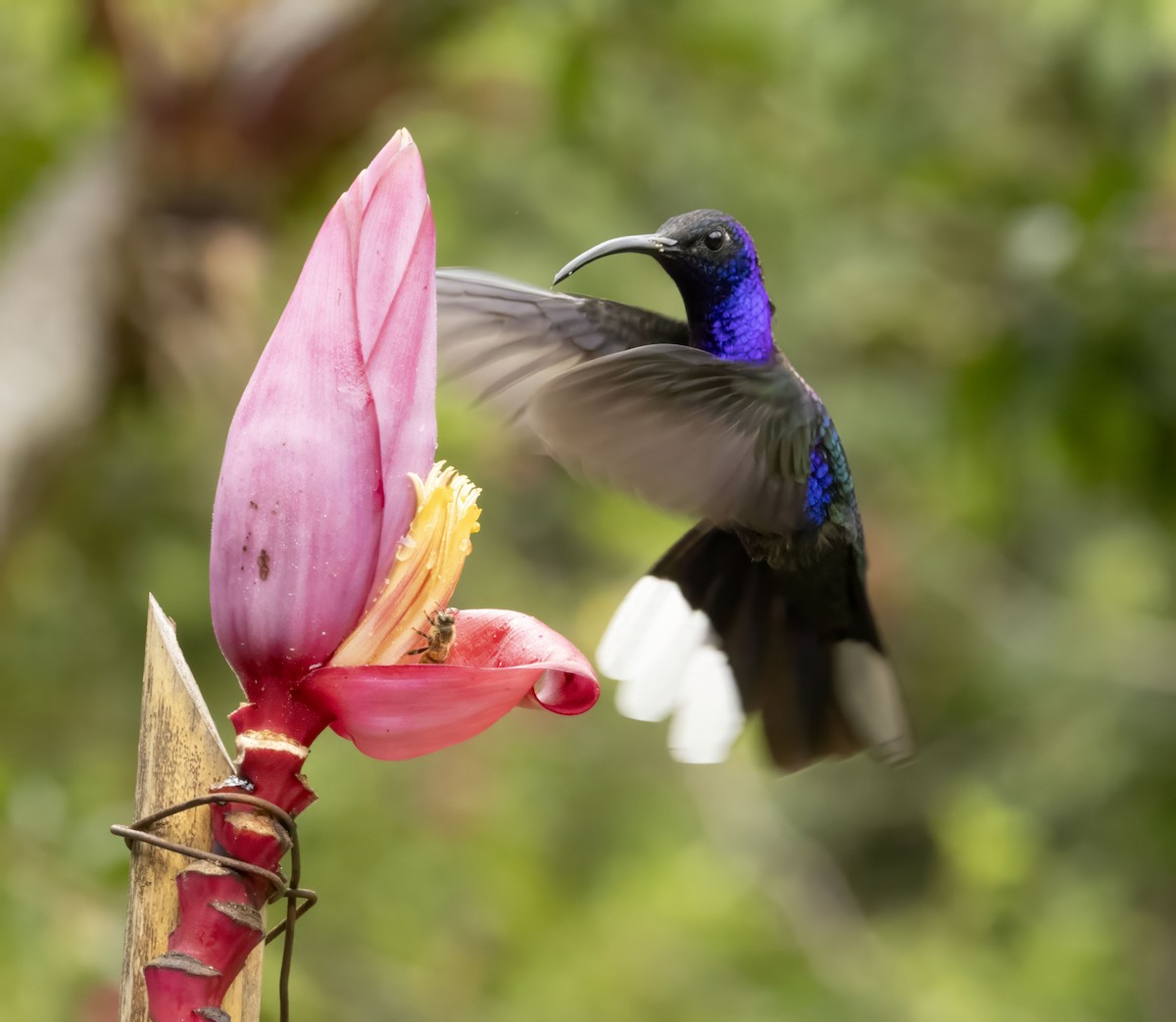 kolibřík fialkový - ML618529839