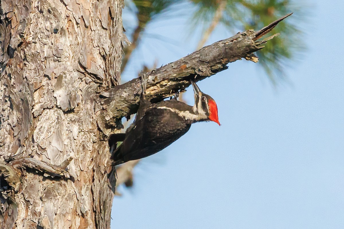 Pileated Woodpecker - ML618529894
