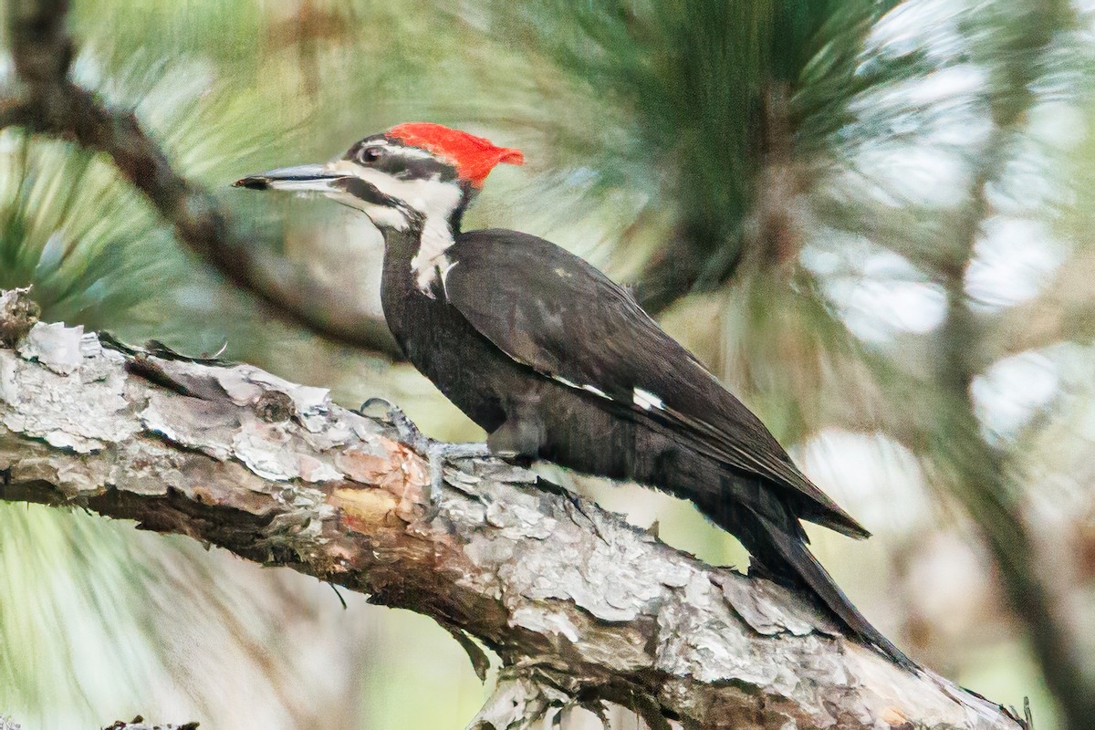 Pileated Woodpecker - ML618529895