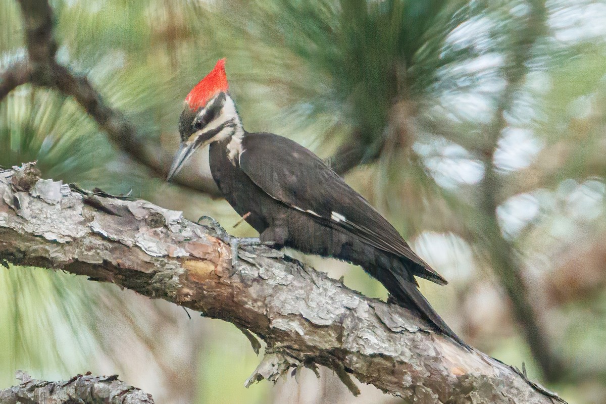 Pileated Woodpecker - Doug Waters