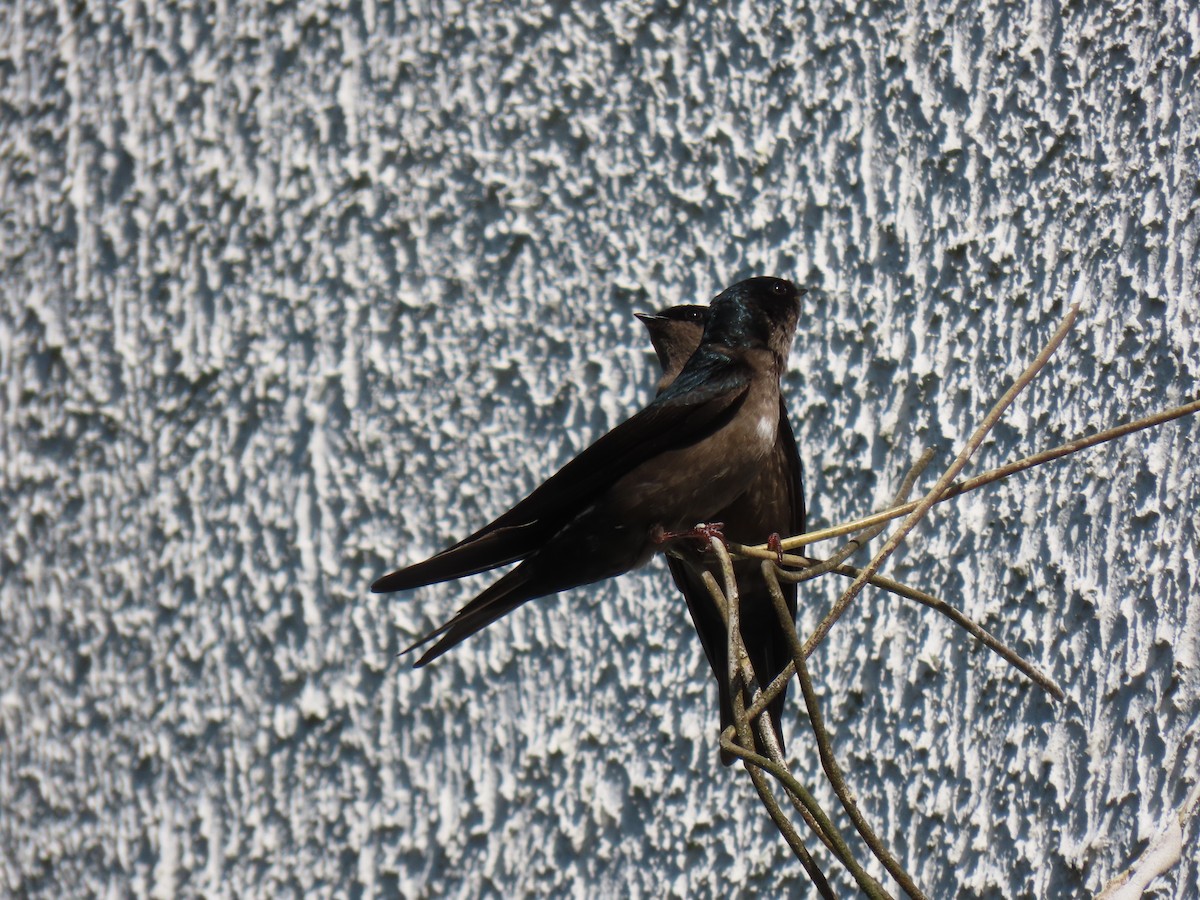 Brown-bellied Swallow - ML618529912