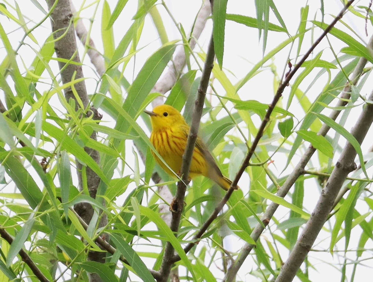 Yellow Warbler - ML618529931