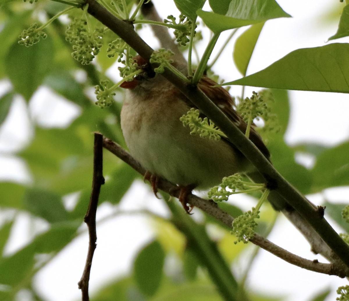 Field Sparrow - ML618529941