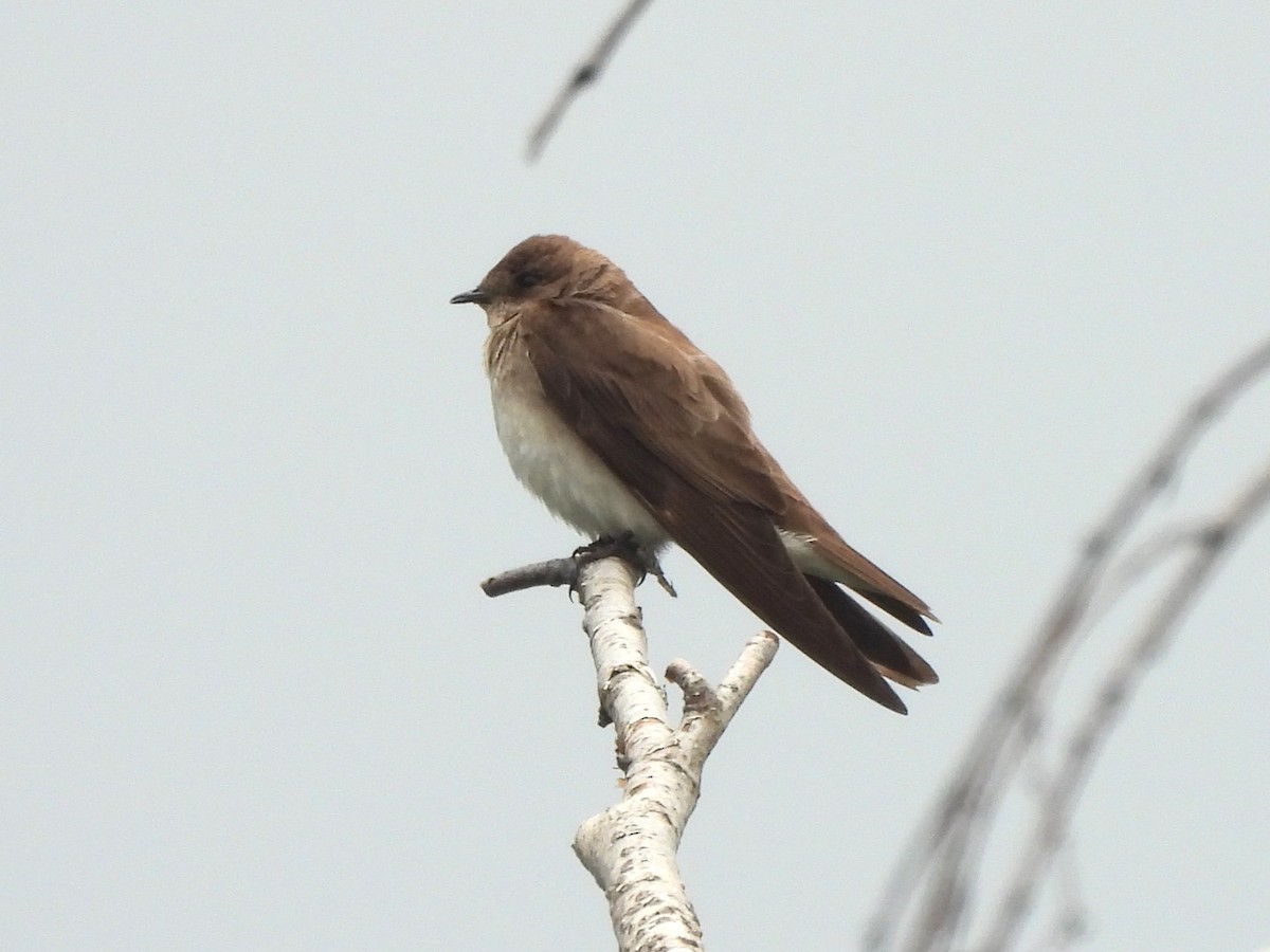 Northern Rough-winged Swallow - ML618529943