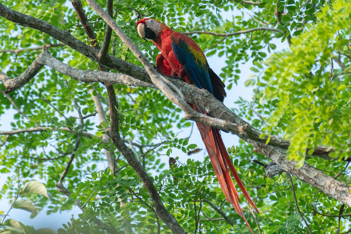 Scarlet Macaw - ML618529957