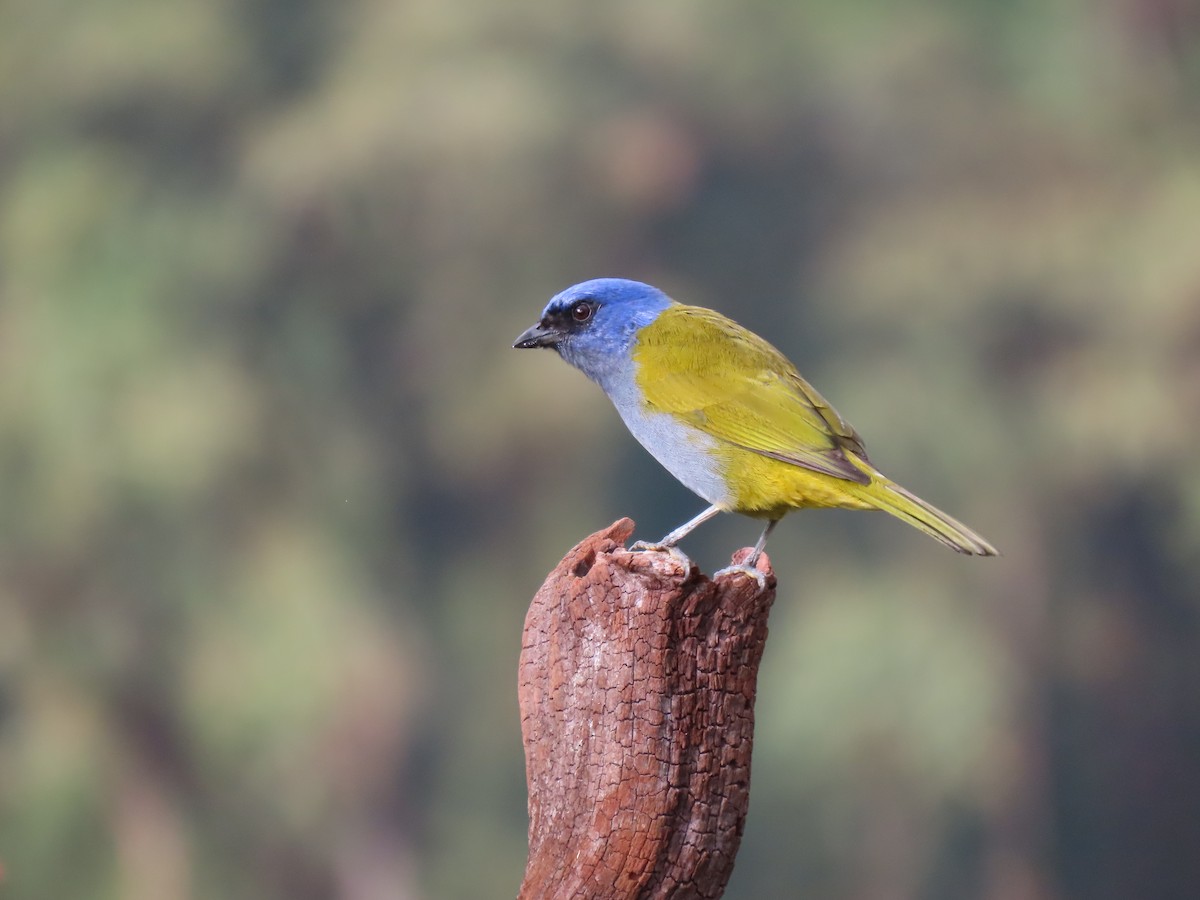 Blue-capped Tanager - ML618529984