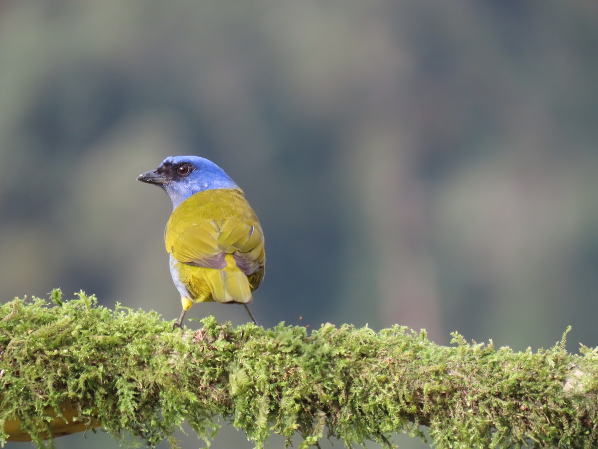 Blue-capped Tanager - ML618529985