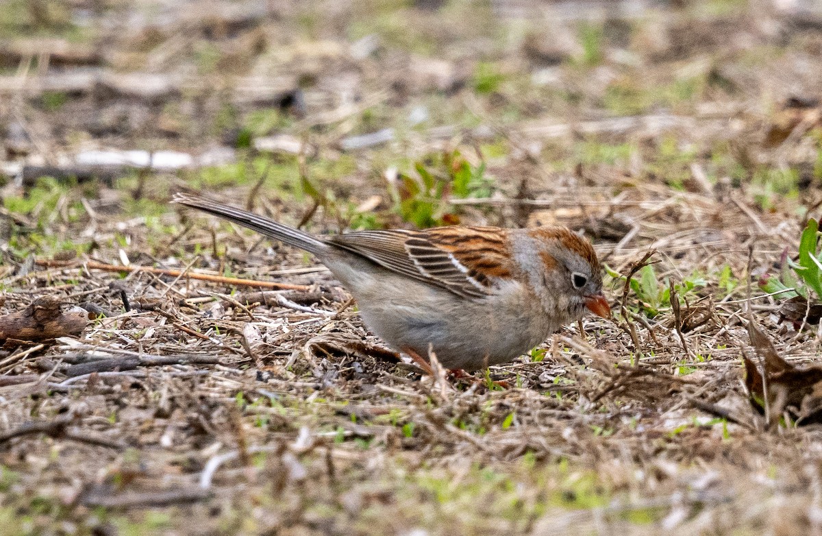Field Sparrow - ML618530028