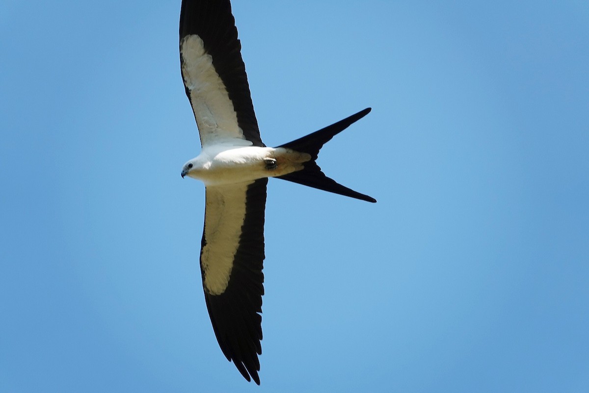 Swallow-tailed Kite - ML618530047