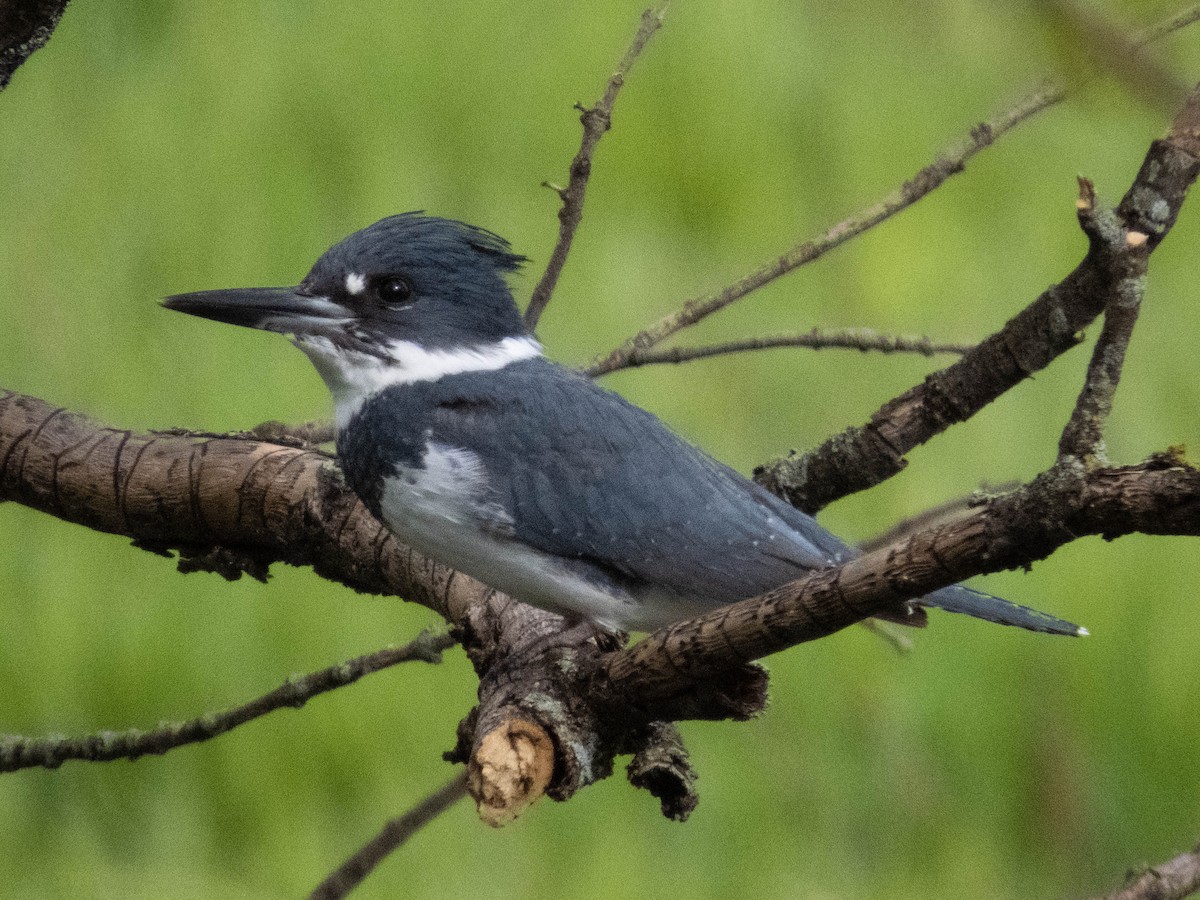 Belted Kingfisher - ML618530062